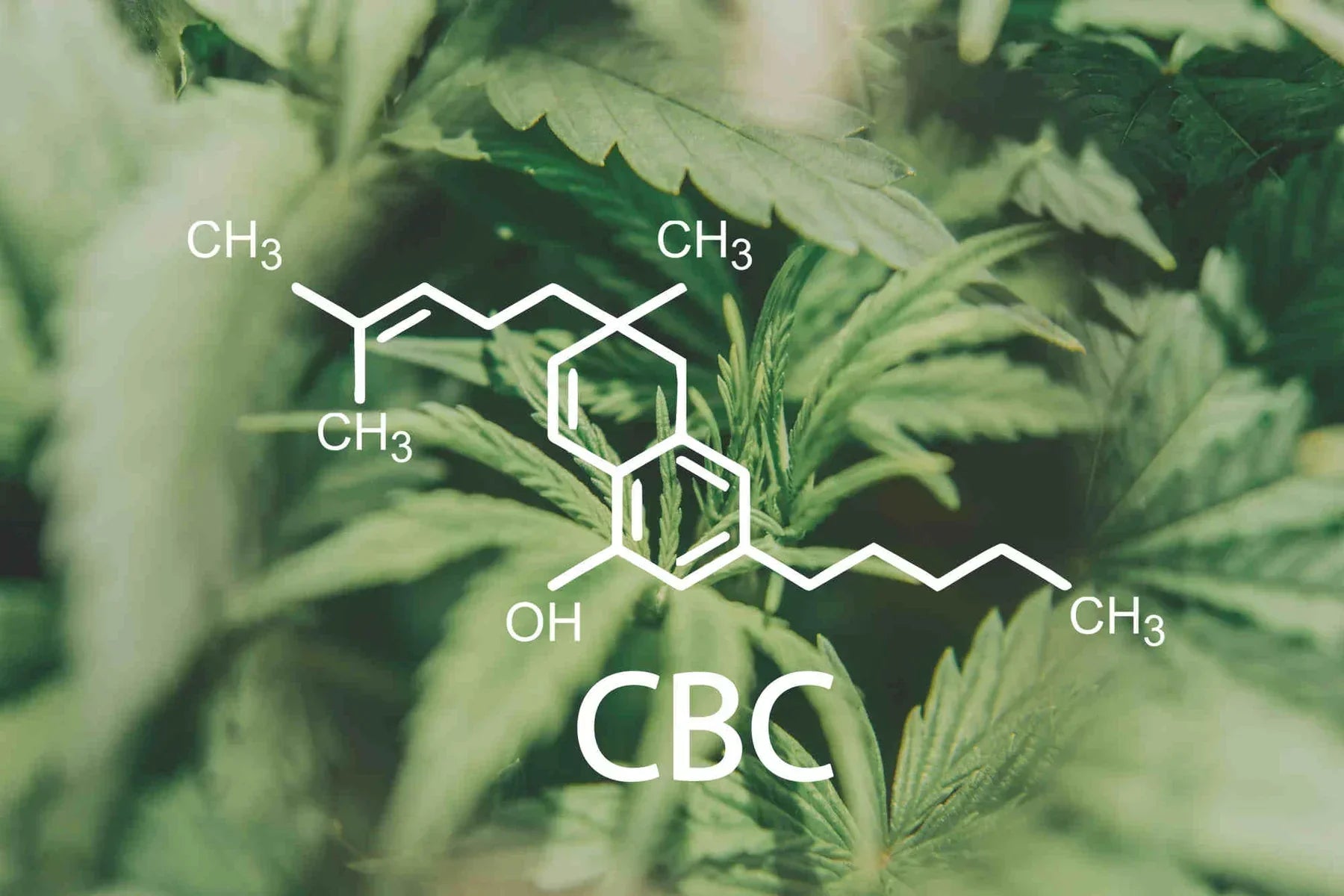 CBC: Cannabichromene, the cannabinoid of the future, for natural wellbeing