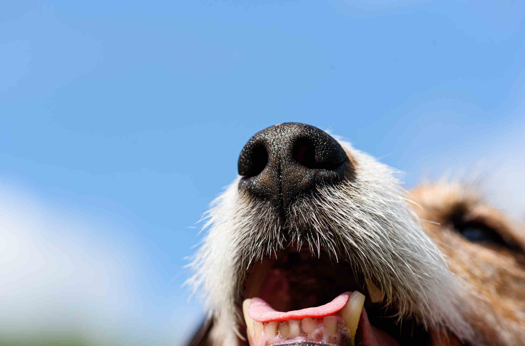 Stressed dog? Here’s how to ensure a calmer summer for them