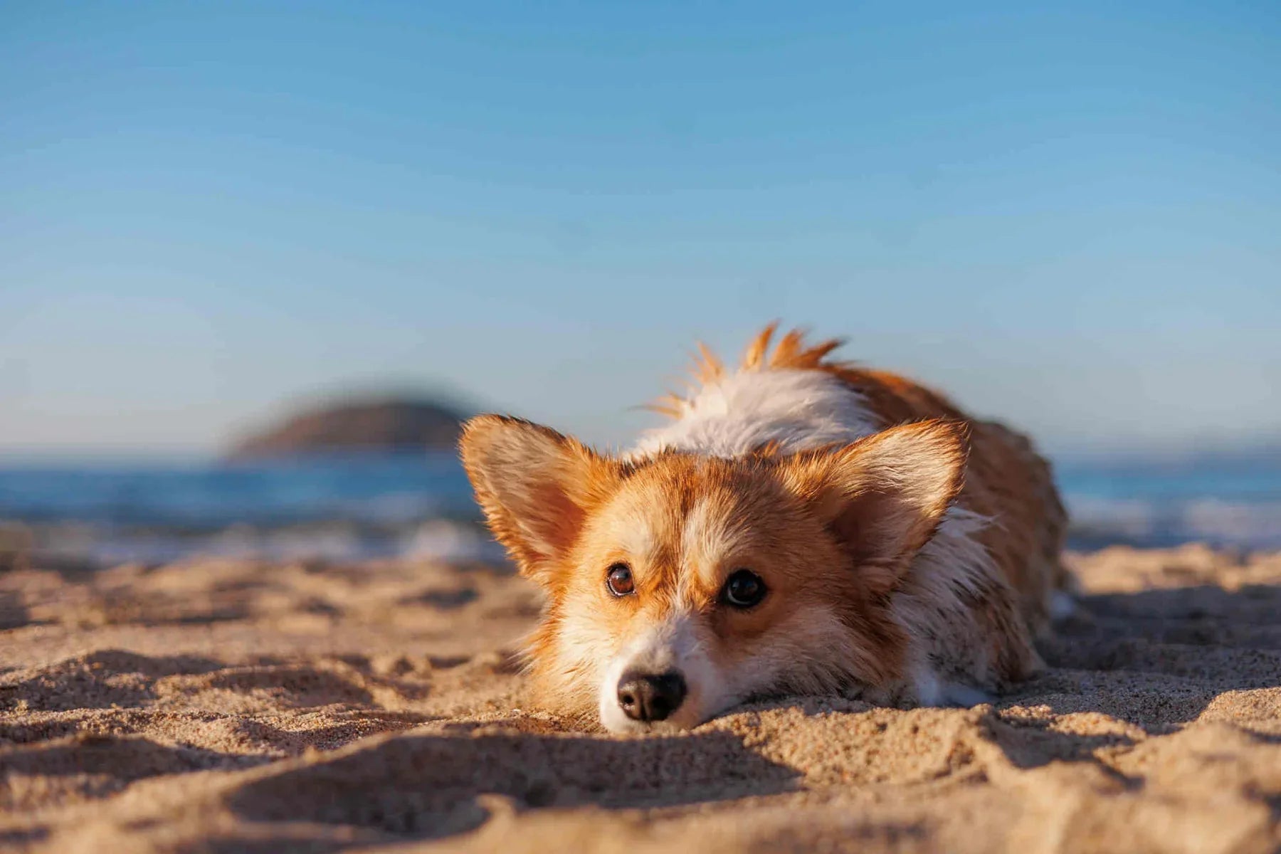 Heatstroke in dogs: symptoms, prevention and natural remedies