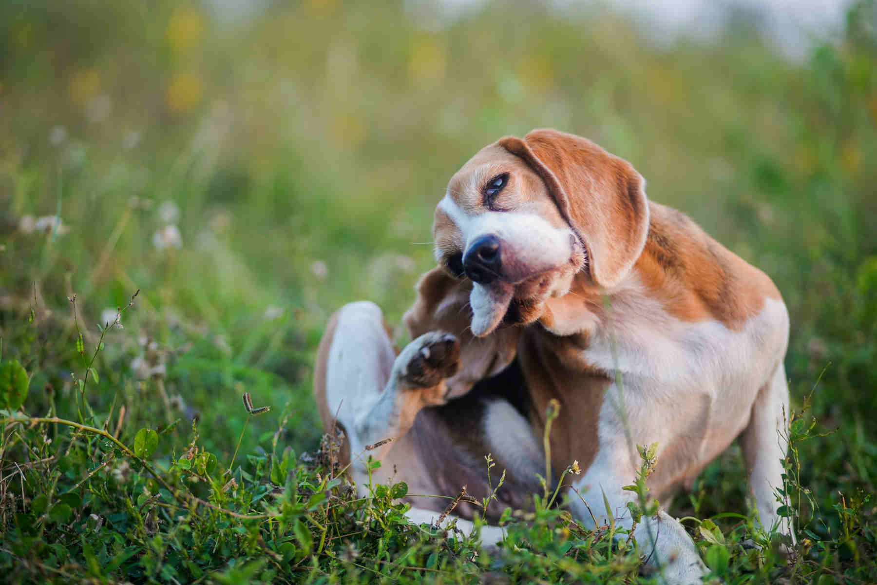 Summer Dermatitis in Dogs: Natural Remedies to Relieve Itching and Inflammation