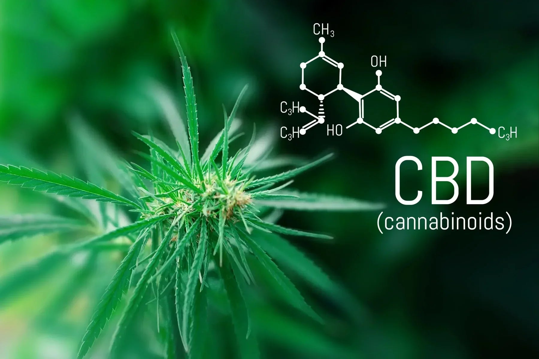 CBD effects: how hemp extract acts on the body and mind