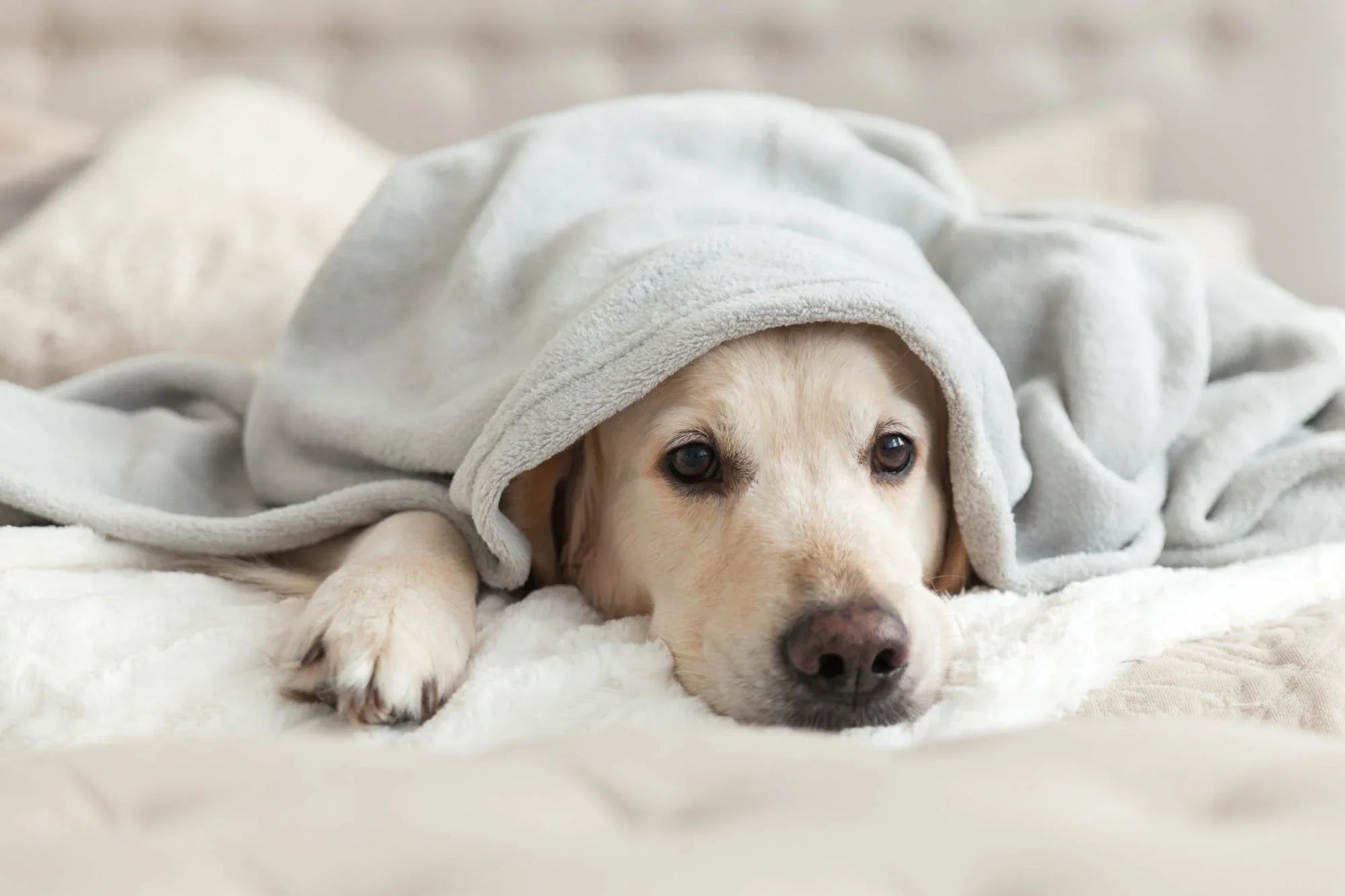 Is your dog coughing? Discover possible causes and the best natural remedies