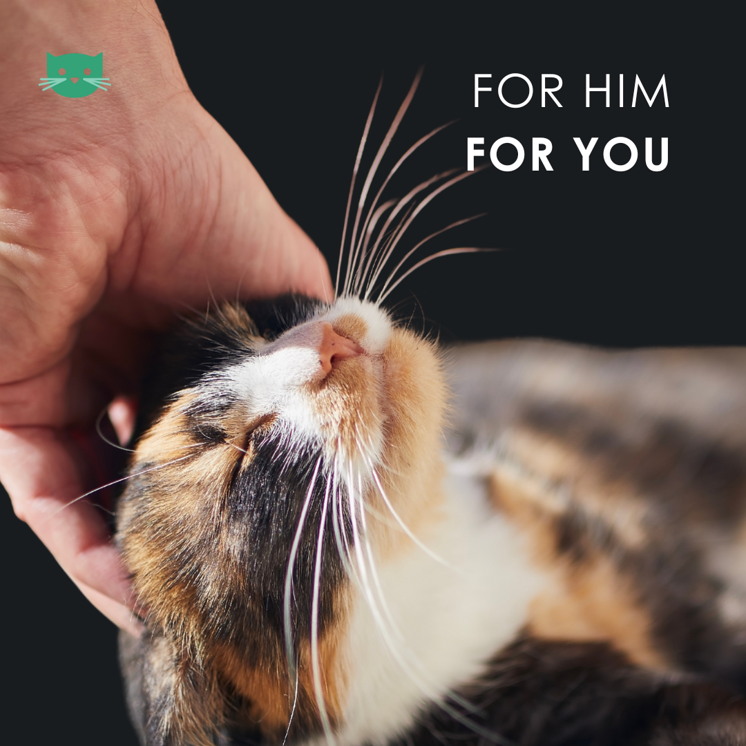 EU4CAT - Natural Soothing Oil for Cats Rich in Vitamins - 10 ml