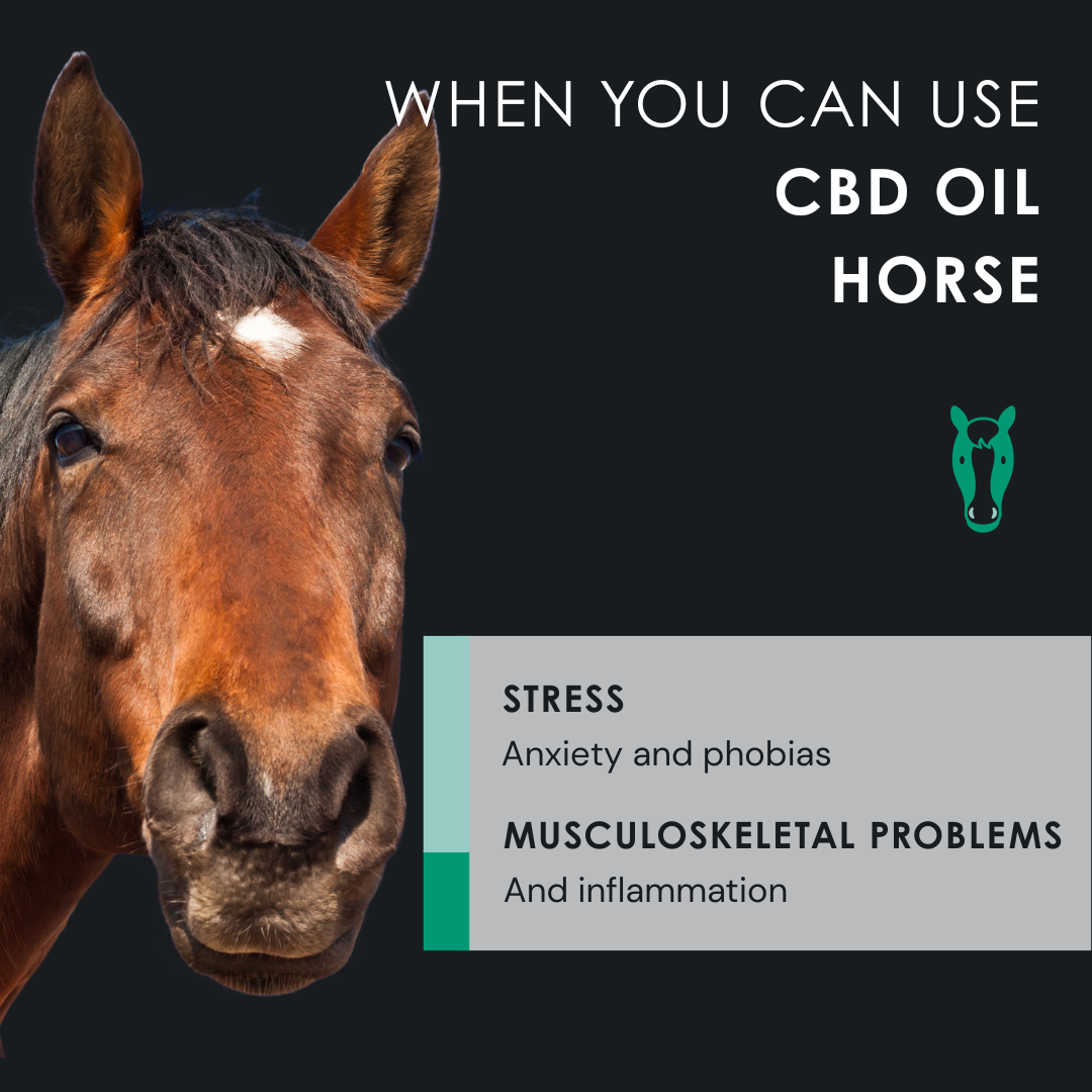 EU4HORSE - Horse Oil Rich in Vitamins for Well-Being and Vitality - 50 ml