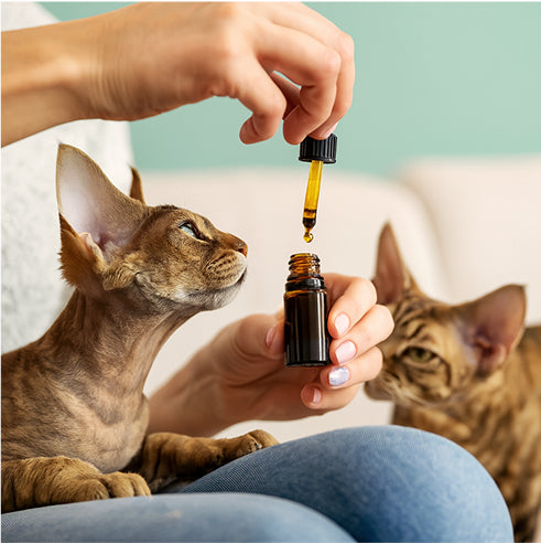 How to use CBD OIL CAT