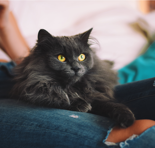 A tailor-made response for every animal