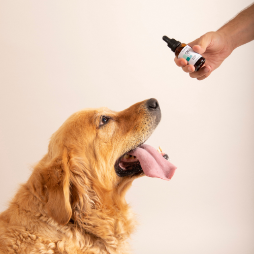 CBD OIL DOG dosage: how many drops to give your dog