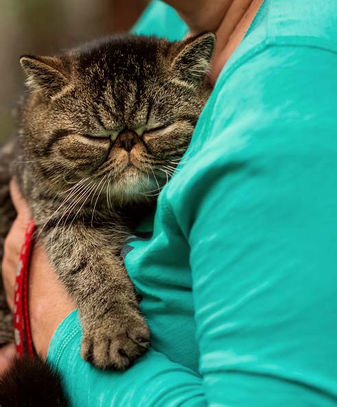 CBD OIL CAT: CBD oil formulated for cat physiology