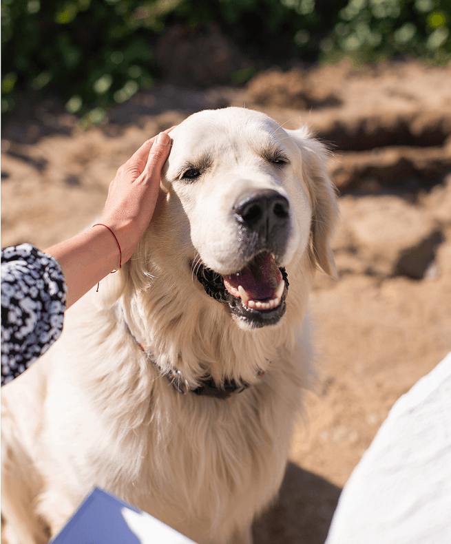 CBD OIL DOG: CBD oil for dogs — natural wellness for your best friend